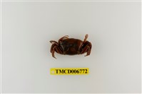 藏品(北方丑招潮蟹)的圖片